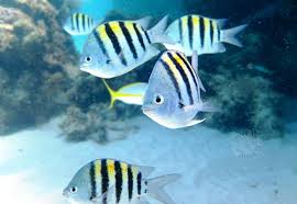 Have a look in the video. Reef Fish Index Bahamas Rolling Harbour Abaco