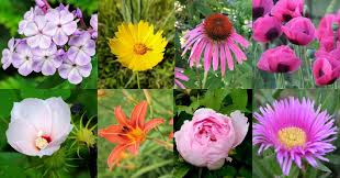 It matures at 20 inches high and spreads to 16 inches. 40 Best Flowering Perennials With Pictures To Grow Florgeous