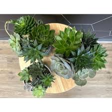 Succulent Dish Garden In Federal Way Wa