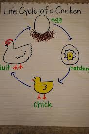Life Cycle Of A Chicken Lessons Tes Teach