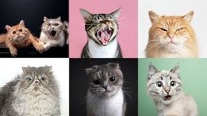 cats have nearly 300 expressions