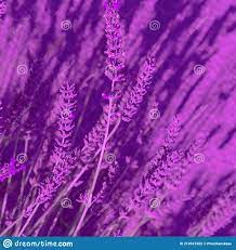 Lavender Flowers Wallpaper. Purple ...