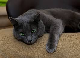 Image result for russian blue cats personality