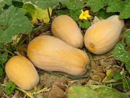 Or start transplants indoors by. How To Grow Winter Squash Harvest To Table