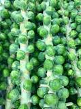 Which parts of brussel sprout plant are edible?
