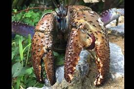 Coconut crab wanders across dolly beach on christmas island, indian ocean, australia. Coconut Crab S Claw Can Exert Up To 336 5 Kg Of Force