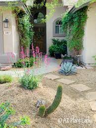 Home Gardening In The Desert