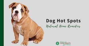 natural dog hot spots remes a dog