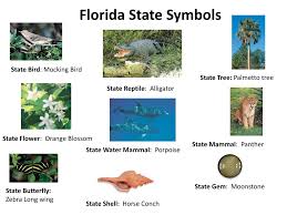 ppt florida state symbols powerpoint