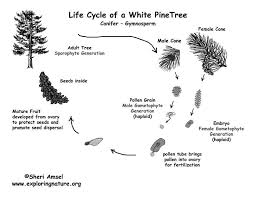Printable Black And White Pdf Of Pine Life Cycle Gymnosperm