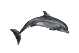dolphin images browse 246 107 stock