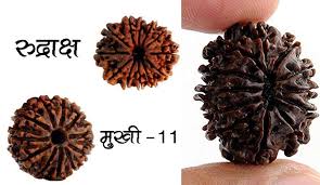 11 mukhi rudraksha beads gives prosperity happiness and know how to wear: मंगलवार के दिन इस विधि से धारण करें 11 मुखी रुद्राक्ष, फिर देखें कैसे होती है दिन गुनी रात चौगुनी
