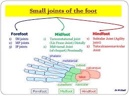Image result for Midfoot