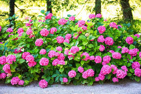 grow and care for endless summer hydrangeas