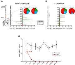 Dopamine Inhibits Axonal Transport Of Mitochondria In