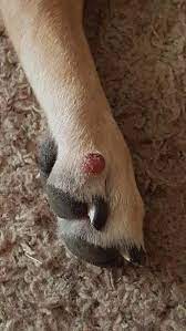 my dog has a round red spot on top of