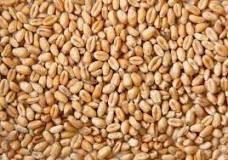 Image result for What Is Meant By Wheat Grain ?
