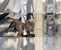 Purebreed pitbull puppies for sale with one year health guarantee, contact us now. Puppyfinder Com American Pit Bull Terrier Puppies Puppies For Sale Near Me In New Jersey Usa Page 1 Displays 10