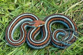 Pagesotherbrandwebsitearts & humanities websiteprotect the san francisco garter snake. Protect The San Francisco Garter Snake Home Facebook