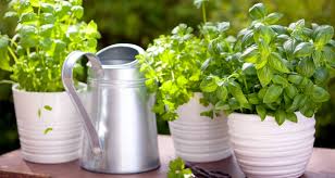Vegetables And Herbs To Grow In Pots