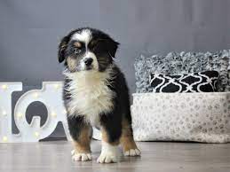 Not only are they agile working dogs, but they are also extremely intelligent and wonderful family once a herding canine, the australian shepherd, simply called aussies or aussie shepherds, has made its way into the hearts and homes of people. Australian Shepherd Puppies Petland Carriage Place