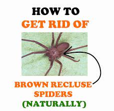 how to get rid of brown recluse spiders