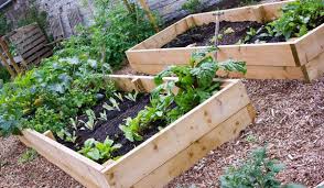 what to plant in a 4x8 raised bed