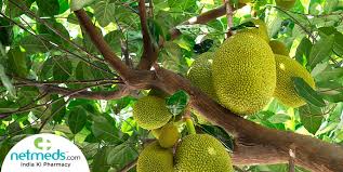 jackfruit health benefits uses