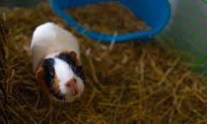 Pros Cons Of Owning A Guinea Pig As A Pet
