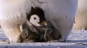 emperor penguins the greatest