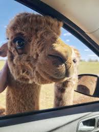 ***(optional with an additional flat fee of $100)*** guided safari bus ride through our drive through park to feed the animals. Visiting The Tennessee Safari Park In Alamo Tn Life Full Of Light
