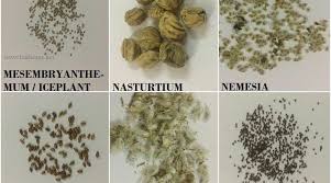 Flower Seed Identification Chart Projects To Try Flower