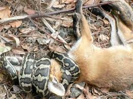 carpet python morelia spilota carnivora