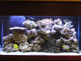 ph in marine aquariums