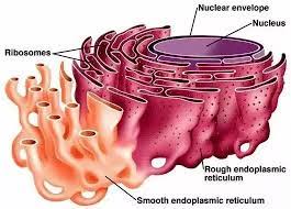 Animal cell drawing animal cell anatomy animal cell parts animal cell structure plant cell labeled plant cell diagram plant cell model animal cell project plant and animal cells. What Is The Definition And Function Of Smooth Endoplasmic Reticulum Quora