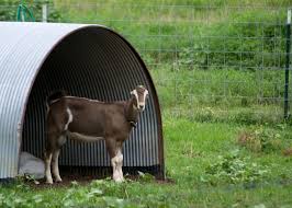 goat housing everything you need to know