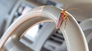 remove roach in car