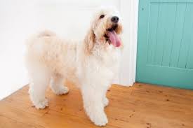 What Age Are Goldendoodles Fully Grown How Big Will They Get