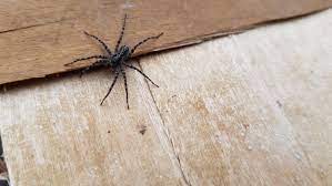 how to get rid of spiders and keep them