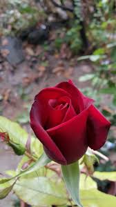 Download gratuito mazzo di fiori di stagione 12 rose. Pin Di Sknekn Su Gul Ler Herzaman Ozeldir Fiori