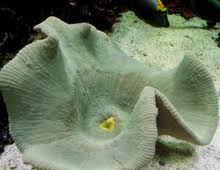 carpet anemone the dallas world aquarium