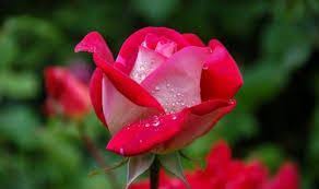 Image result for Namna ya Kumtamanisha Mmeo au mpenzi Kufanya Mapenzi