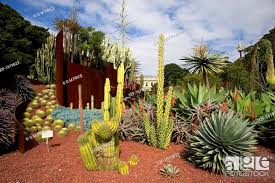 Desert Plants Royal Botanic Gardens