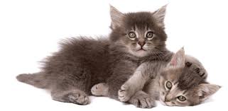 It should come as no surprise that felines are affected by the weather but, whatever your kitty's usual disposition, it has been observed that cats sleep more when the weather calls for it. Healthy Kitten Guide 8 12 Weeks Blue Buffalo