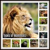What are the four types of mammals?