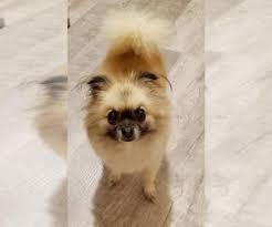 Our dogs for sale come from all over the world and a variety of breeds where can you find your next small, large, or cute companions. Pomeranian Dogs For Adoption In Florida Usa Page 1 10 Per Page Puppyfinder Com