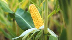 corn cobs were called ears