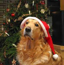 Christmas Dog Wallpapers - Top Free ...