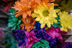Image result for Multicolor Daisy Flower