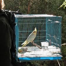 diy birdcage backpack petdiys com